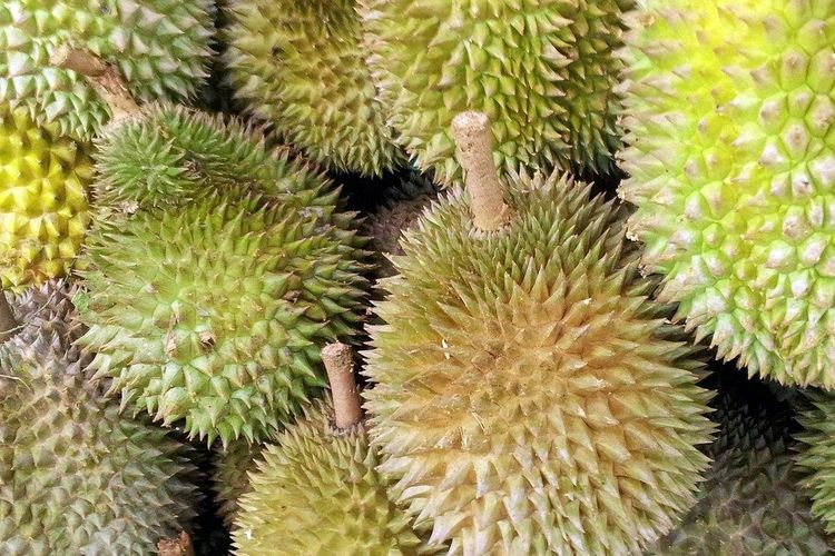 Ilustrasi buah durian. 