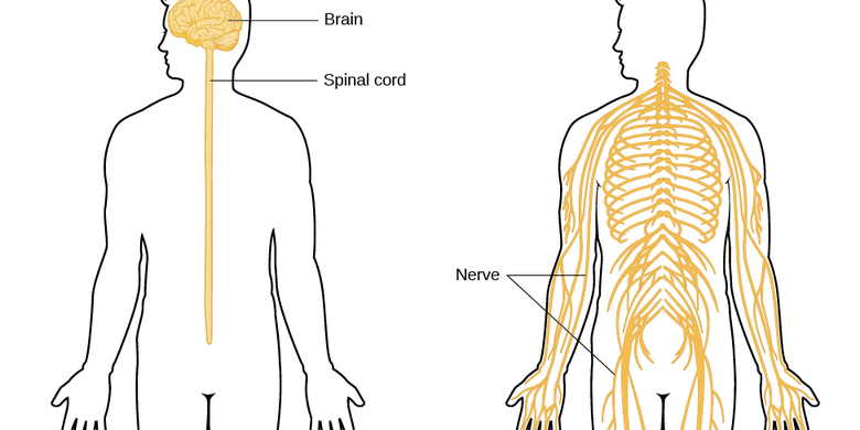 Sistem Saraf Manusia: Pengertian, Bagian-bagian Dan Fungsinya