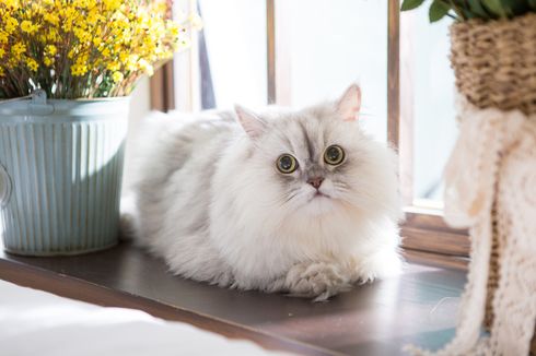 7 Tips Sederhana Merawat Kucing Persia