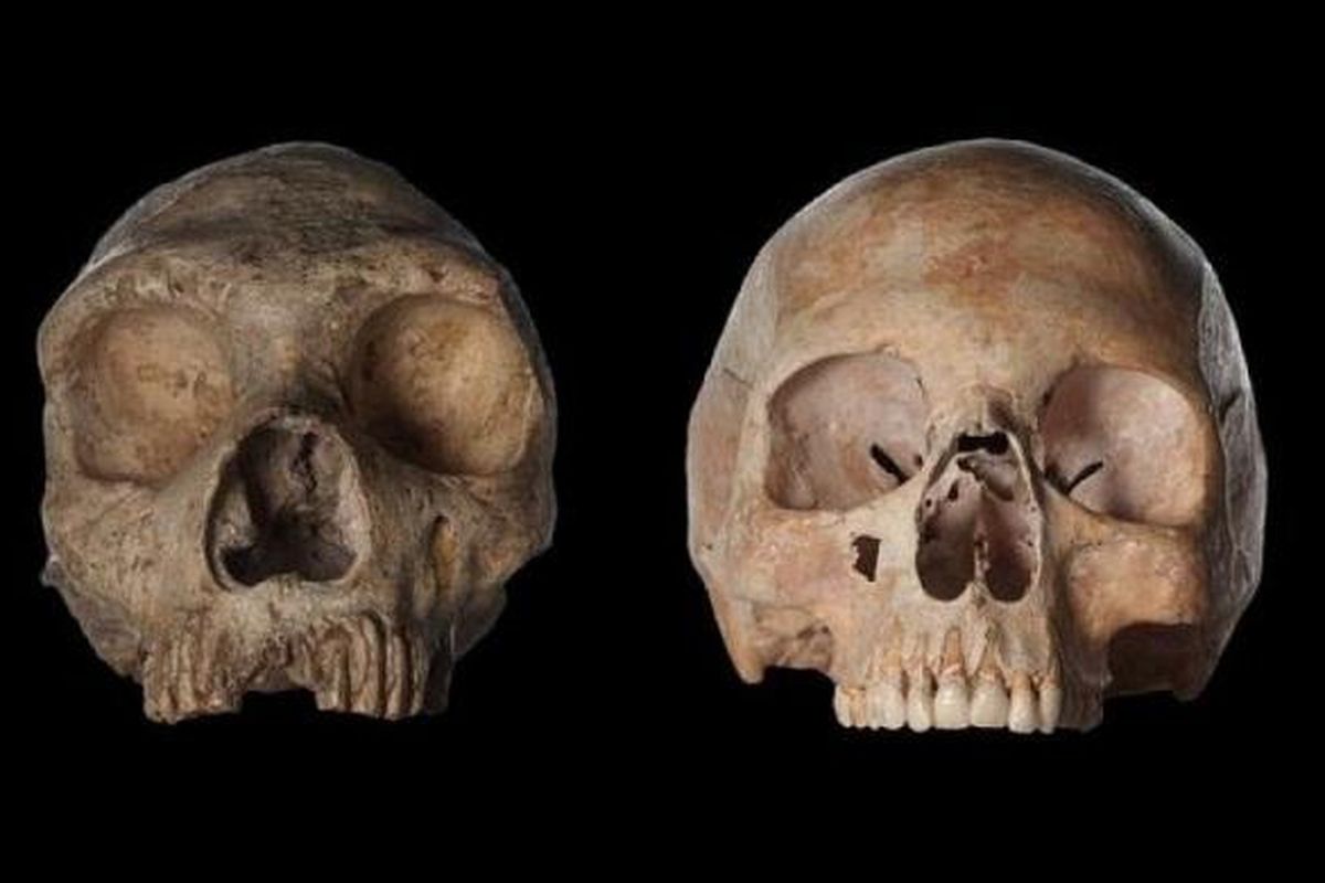 Tengkorak Homo neanderthalensis (kiri) dan tengkorak perempuan modern Homo sapiens.