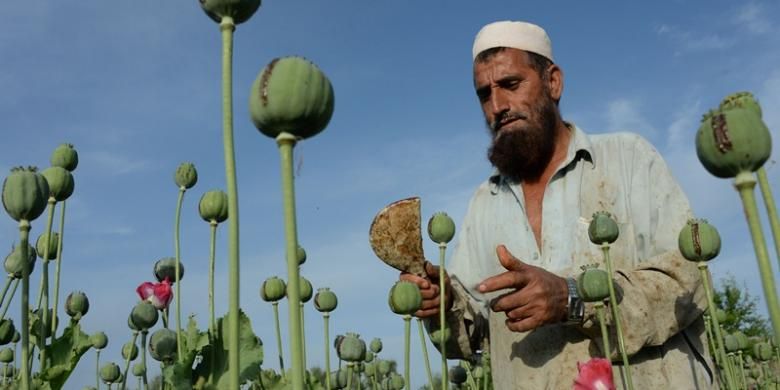 Seorang petani opium sedang memeriksa tanamannya di distrik Chargarhar, provinsi Nangarhar, Afganistan. Negeri Asia Tengah ini merupakan penghasil opium terbesar di dunia.