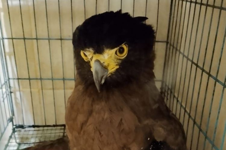 
Elang ular bido atau Spilornis cheela telah berada di Resort Konservasi Wilayah Malang Raya dan Pulau Sempu di Kabupaten Malang, Jawa Timur untuk menjalani observasi, Senin (16/6/2025). 
