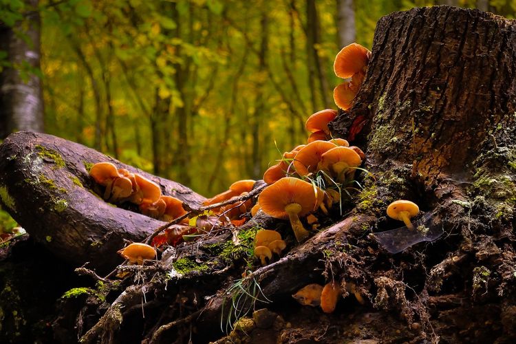 Ilustrasi jamur paling mematikan di dunia