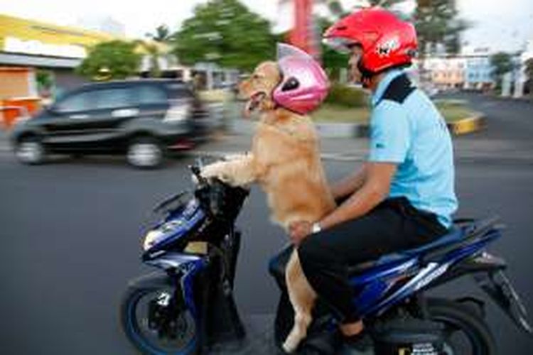 Sidney, anjing dari jenis Golden Retriever ini sedang mengemudikan sepeda motor dan membonceng pemiliknya, Revol Gerungan.