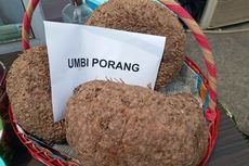 Umbi Porang Cuan, Eksportir Masih Kekurangan Pasokan