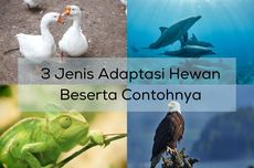 3 Jenis Adaptasi Hewan Beserta Contohnya