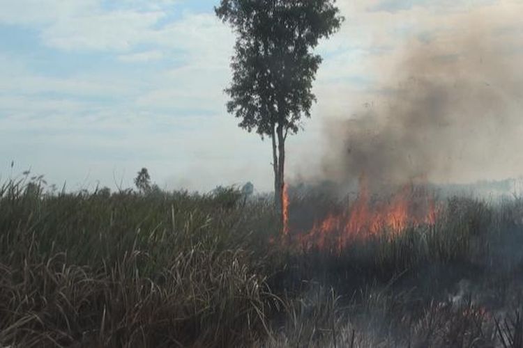 Satu batang pohon gelam tampak mulai terbakar akibat tersambar api dari kebakaran lahan gambut di Desa Soak Batok Ogan Ilir, Sumatera Selatan, Kamis (4/8/2016). 