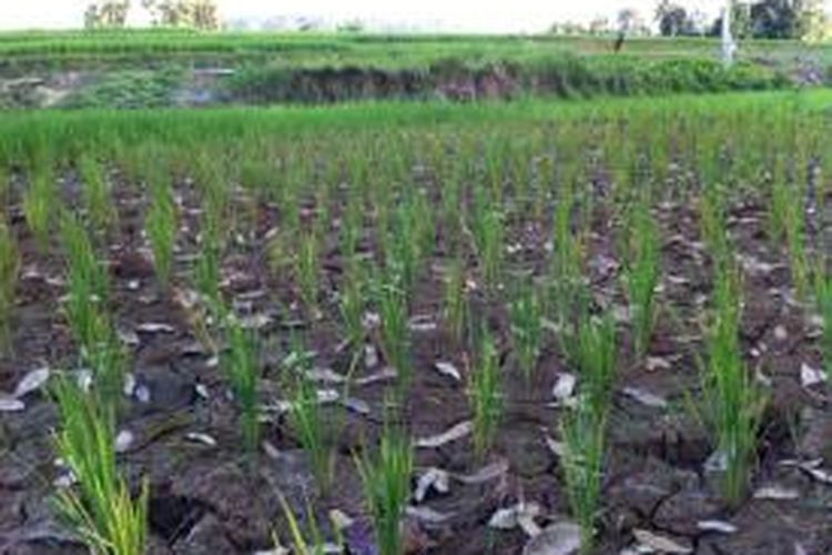 Sawah petani di Kabupaten Mukomuko, Bengkulu, mengalami kekeringan