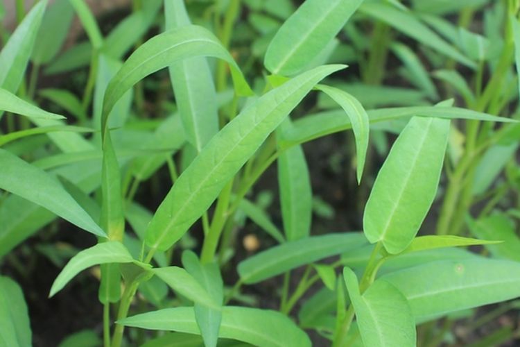 Ilustrasi menanam kangkung, tanaman kangkung.