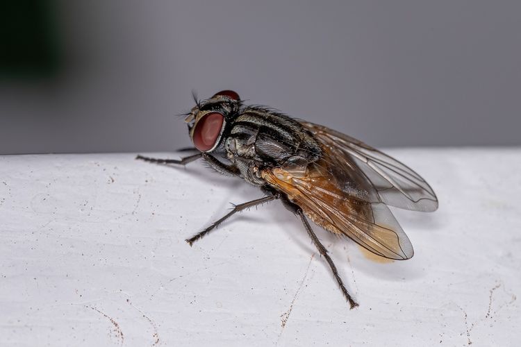 Ilustrasi lalat. Seekor lalat hidup ditemukan di dalam usus besar manusia.