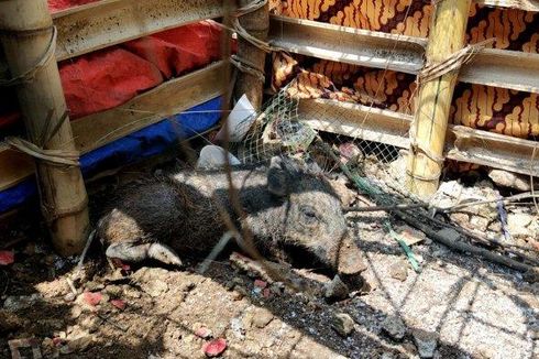 Polisi Bantah Babi yang Ditemukan Warga di Depok Ukurannya Menyusut Seiring Waktu