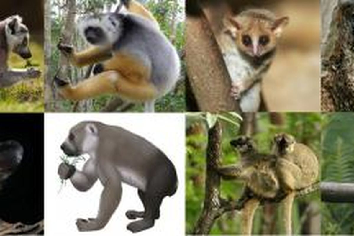 Berbagai jenis lemur di Madagaskar.