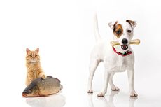 Mengapa Kucing Menyukai Ikan dan Anjing Menyukai Tulang?