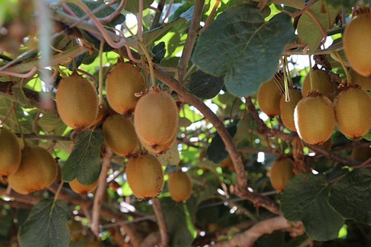 Tanaman kiwi