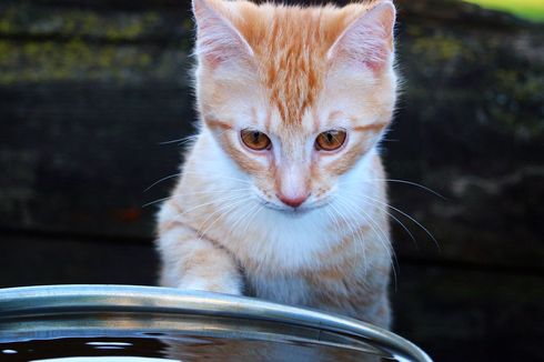 Kenapa Kucing Benci Air? Simak, Ini Penjelasan Dokter Hewan