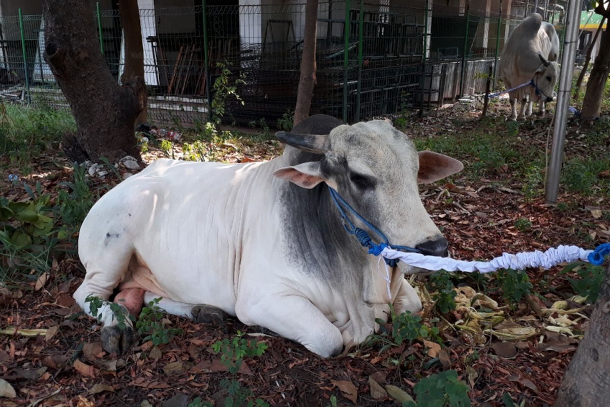 Sapi jenis PO (Peranakan Ongol) seberar 1500 Kg milik Presiden Jokowi akan disembelih di Masjid Istiqlal Sore Nanti, Rabu (22/8/2018).