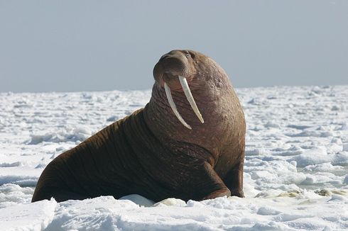 Mengenal Walrus, Kerabat Dekat Singa Laut dan Anjing Laut
