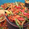 Harga Cabai Rawit di Kota Baubau Tembus Rp 300.000 Per Kilogram