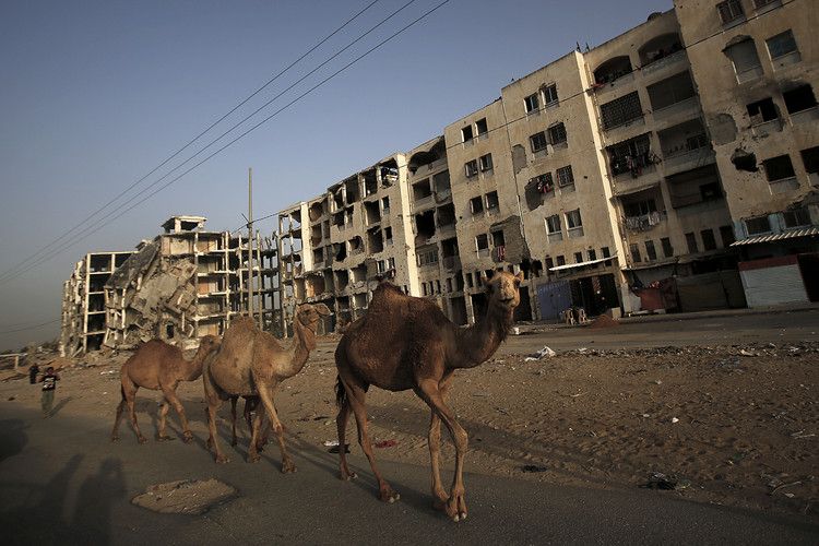 epa04723383 Camels walk next the destroyed Al Nada towers, damaged during Israeli Hamas conflict in 2014, in Beit Lahiya town in the northern Gaza Strip on, 27 April 2015  EPA/MOHAMMED SABER