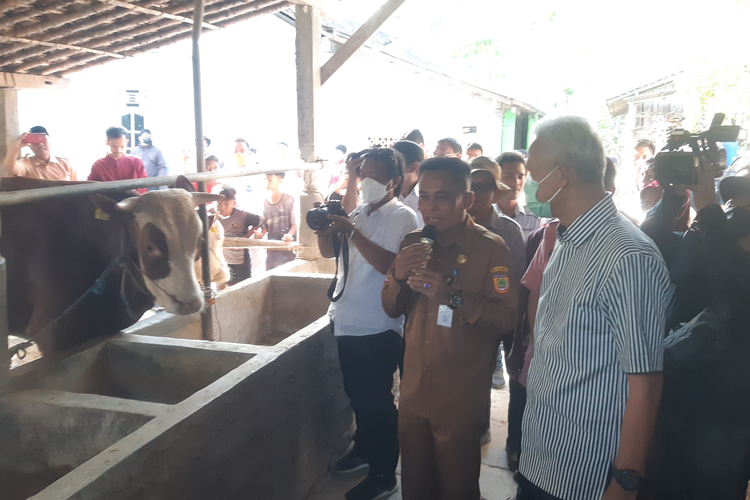 Gubernur Jawa Tengah Ganjar Pranowo menyaksikan vaksinasi antraks pada sapi milik peternak di Desa Karanganyar, Kecamatan Weru, Sukoharjo, Jawa Tengah, Selasa (11/7/2023) sore.
