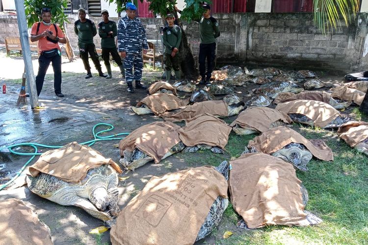 Puluhan ekor penyu hijau diamankan dari Perairan Pantai Klatakan, Desa Melaya, Kecamatan Melaya, Kabupaten Jembrana, Provinsi Bali, Jumat (13/1/2023).