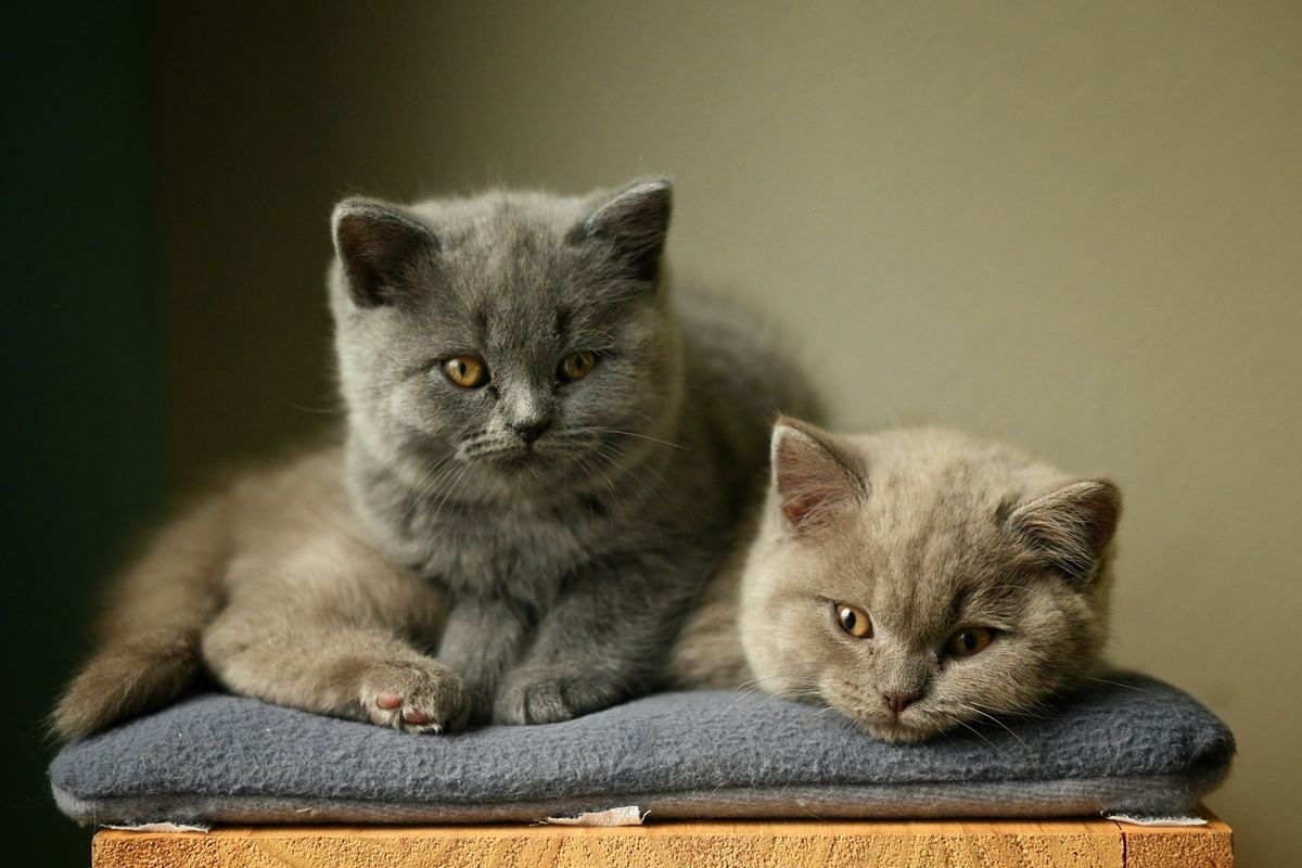 Tanda-Tanda Kucing Bahagia yang Sering Disalahpahami Pemiliknya