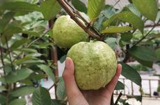 3 Cara Mengendalikan Lalat Buah pada Jambu Kristal