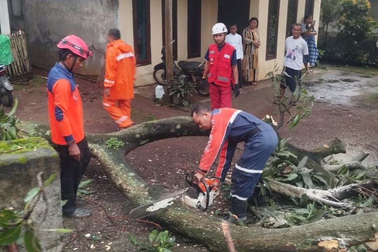 Petugas BPBD Kabupaten Pasuruan sedang melakukan evakuasi terhadap pepohonan yang roboh di kawasan perkampungan di Grati, Kamis (11/12/2025). 