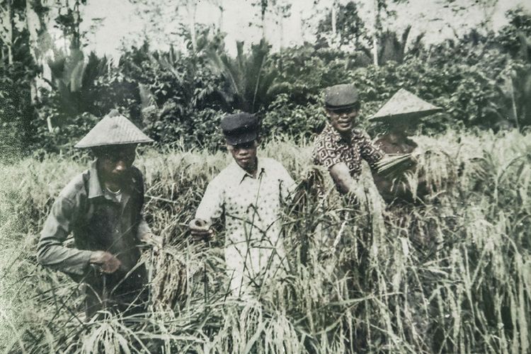 Foto dirilis Kamis (16/5/2019), menunjukkan foto hasil reproduksi empat tahanan politik saat melakukan panen padi di Pulau Buru, Maluku. Pulau Buru menjadi lokasi tempat pemanfaatan (Tefaat) yang kemudian berubah menjadi Inrehab (Instalasi Rehabilitas) para tahanan politik yang ditangkap pasca-G30S/PKI untuk dimanfaatkan membangun kawasan persawahan.