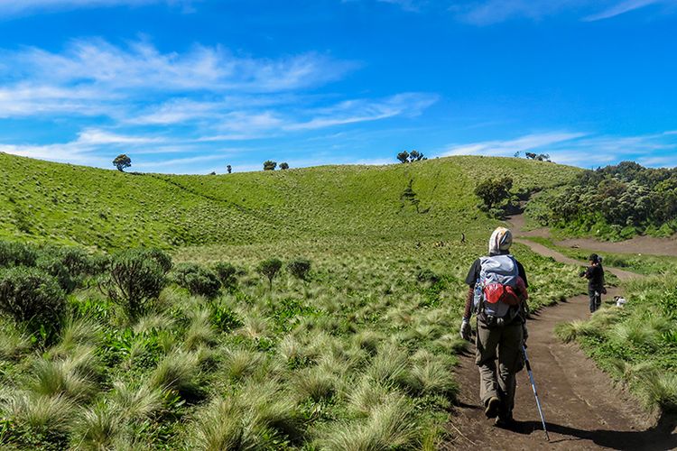 Sabana di Jalur Pendakian Gunung Merbabu via Selo.