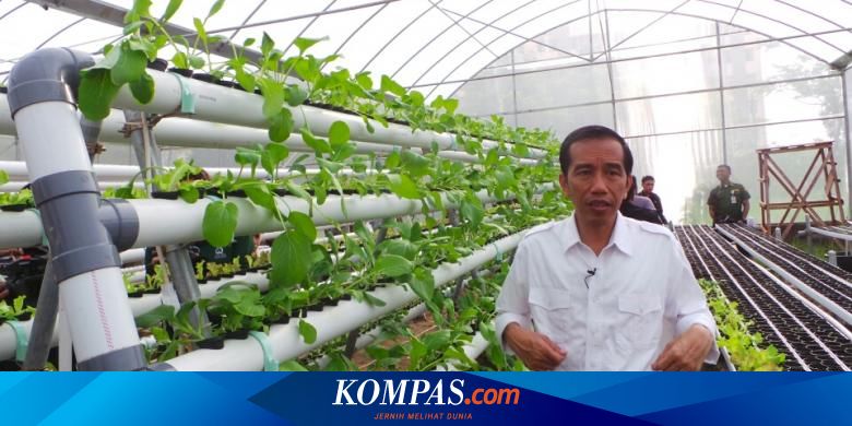 Greenhouse Rusun Marunda Yang Dimodali Jokowi Rp 450 Juta Tak Terurus