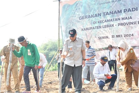 Perkuat Ketahanan Pangan Nasional, Kementan Lakukan Tanam Padi Gogo di Maja Banten