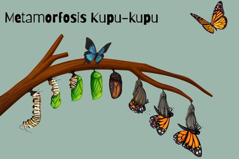 Bagaimana Proses Metamorfosis pada Kupu-kupu?