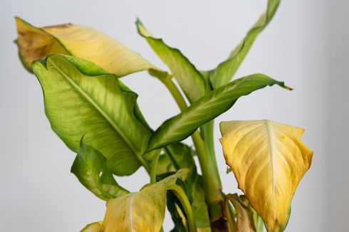 Penyebab Daun Tanaman Menguning dan Cara Mencegahnya