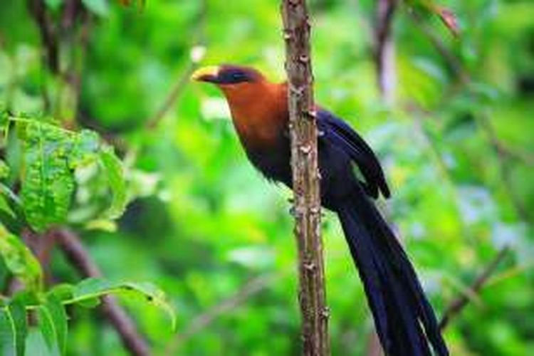 Burung Kadalan Sulawesi sering menyinggahi kawasan Benteng Otanaha, Gorontalo, setiap pagi.
