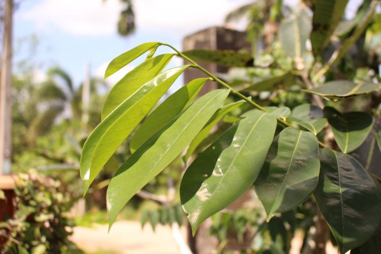 Ilustrasi daun sirsak. Daun sirsak memiliki banyak manfaat untuk kesehatan. 