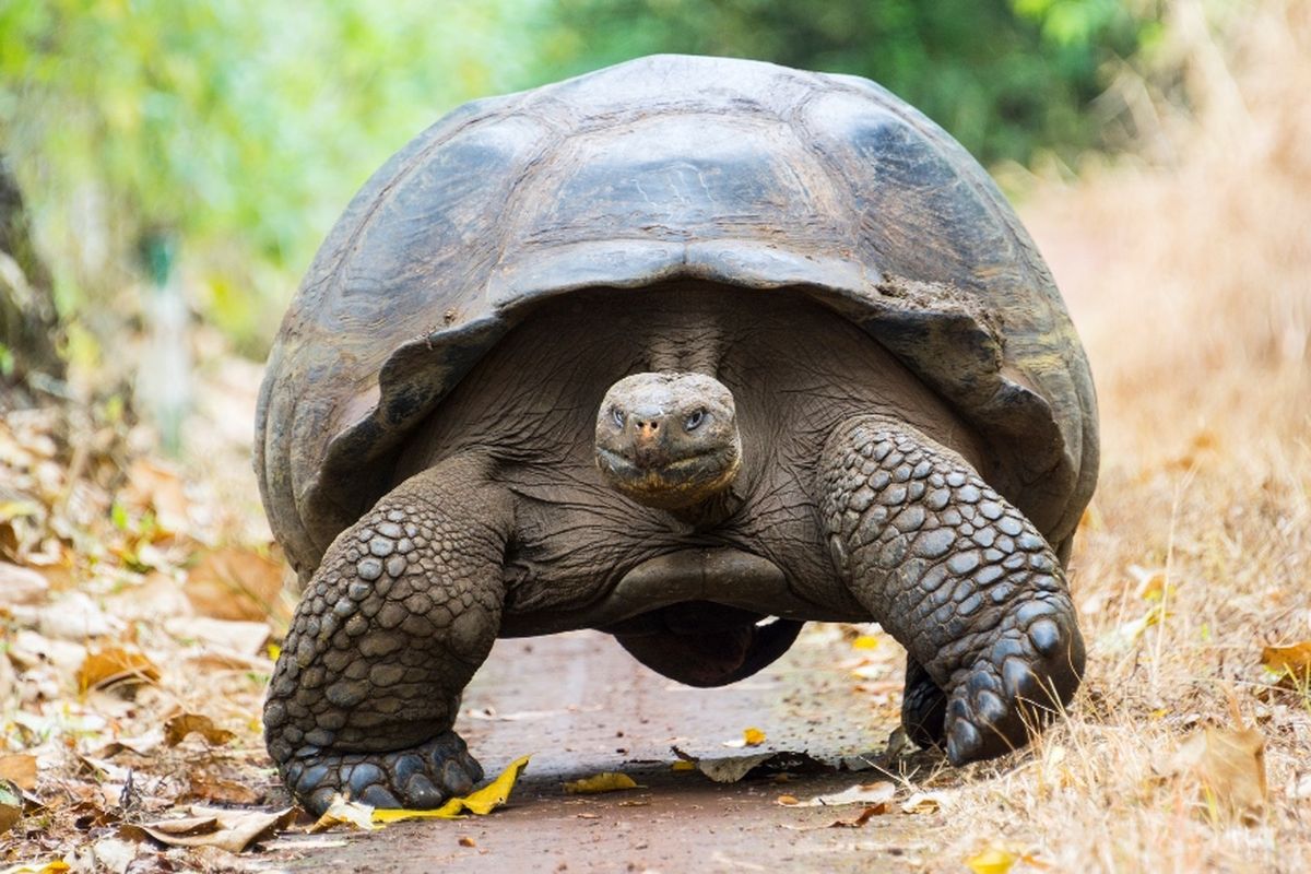 Salah satu spesies kura-kura raksasa di pusat penangkaran di El Chato, Kepulauan Galapagos.