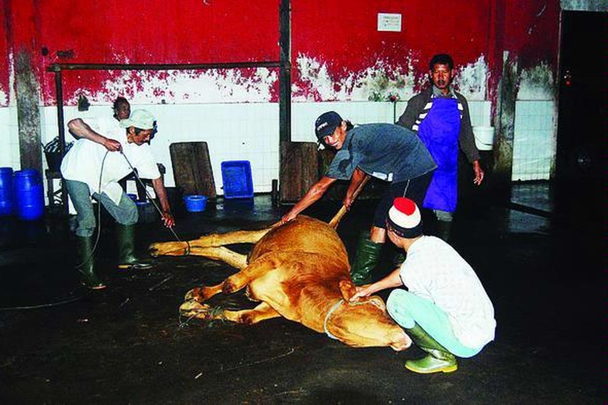 Modin dan kru penyembelih sapi berupaya menenangkan dan mengikat sapi yang baru dijatuhkan untuk mengurangi stres sapi di Rumah Pemotongan Hewan (RPH) Ampel, Kecamatan Ampel, Kabupaten Boyolali, Jawa Tengah, Rabu (15/6) malam. Pemotongan sapi di RPH Ampel menerapkan aturan agama dan kesehatan, seperti harus menghadap kiblat, dibacakan Basmallah, dan diperiksa medis.