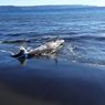 Ikan Hiu Sepanjang 4 Meter Terdampar Mati di Pantai Selatan Jember 