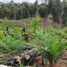 Kemenhut Sebut 3,32 Juta Hektar Hutan Indonesia Berubah Jadi Kebun Sawit Ilegal