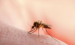 Krisis Iklim, Eropa Berpotensi Endemik DBD dan Chikungunya