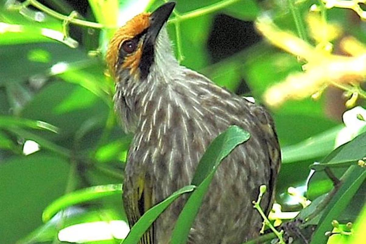 Burung cucak rawa (Pycnonotus zeylanicus) salah satu jenis burung kicau yang status perlindungannya dicabut.