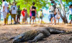 182.276 Wisatawan Kunjungi Taman Nasional Komodo Sepanjang 2022