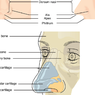 Mengenal Bagian-bagian Hidung Manusia