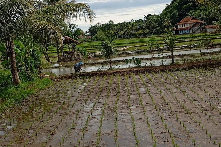 Kondisi lahan pertanian di Mangkubumi, Kota Tasikmalaya, Jawa Barat, yang saat ini memasuki masa tanam usai musim kemarau panjang sampai akhir tahun 2023 lalu pada Senin (4/3/2024).