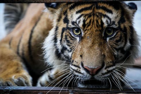 Diterkam Harimau, Tubuh Tak Utuh dan Lima Jam Ditandu ke Rumah Duka