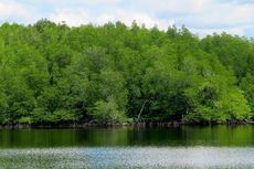 Hutan Mangrove Hendak Ditebang, Warga Datangi Kantor Dewan 