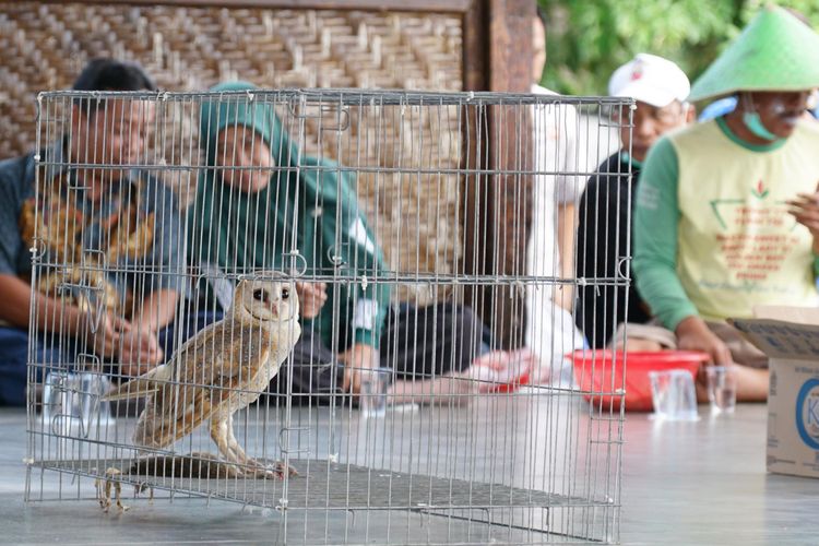 Burung hantu yang hendak dilepasliarkan untuk menanggulangi hama tikus di Banyuwangi, Senin (2/6/2025).