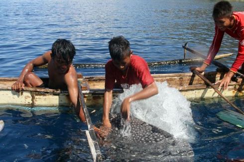 Hiu Paus Terjaring di Wilayah Utara Laut Gorontalo