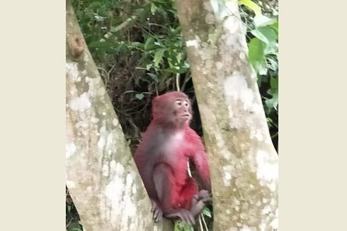 Disiram Cat Merah oleh Orang Iseng, Monyet Ini Disingkirkan Kawanannya